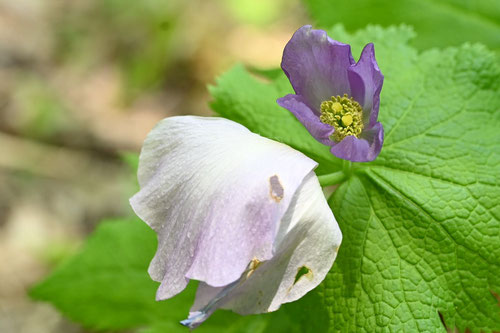 しらねあおい,開花