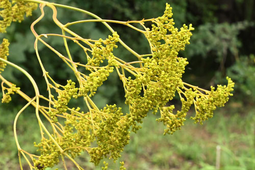 オミナエシ,植物,おみなえし
