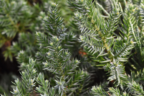 chinese juniper in Japan,picture