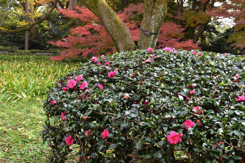 カンツバキ,植え込み,かんつばき