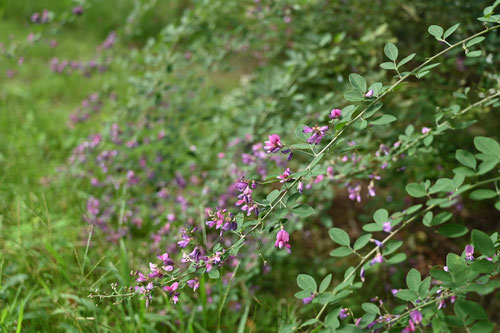 ９月に咲くピンクの花,木