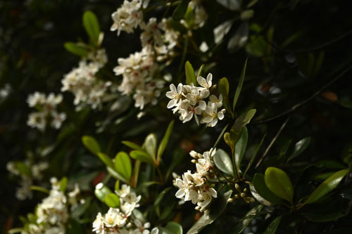 海風が吹く場所に植える木