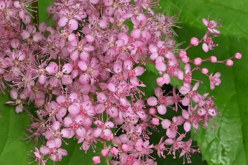 きょうがのこ,開花