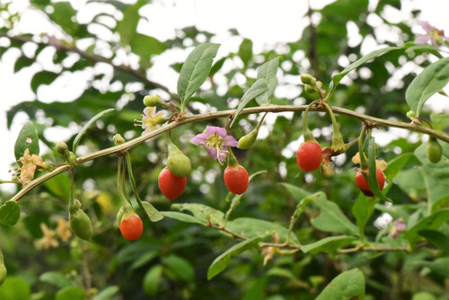 クコの木,Wolfberry,ゴジベリー