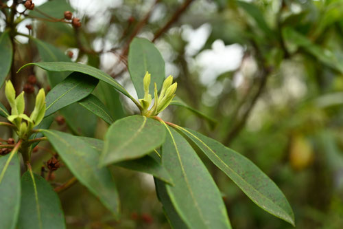 カルミアの木,かるみあ,植物