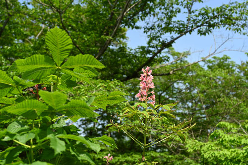 ピンク花の橡,べにばなとちのき