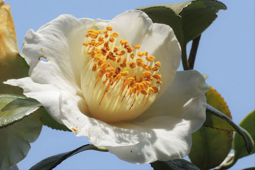 大田白（おおたはく）