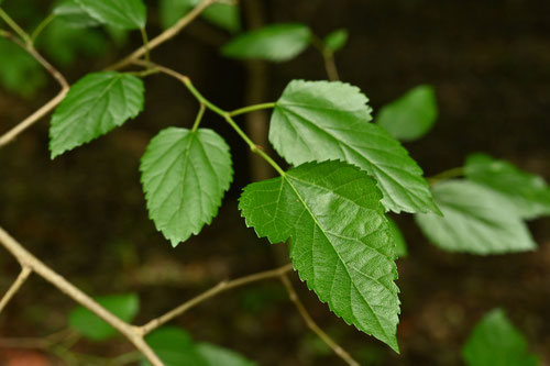 マグワ,まぐわ,植物