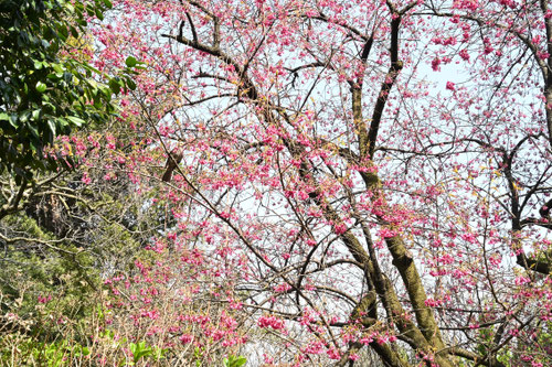 寒緋桜,ヒカンザクラとカンヒザクラ,違い
