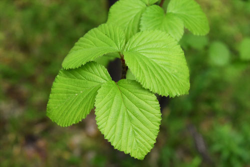 ガマズミの葉っぱ,写真,がまずみ