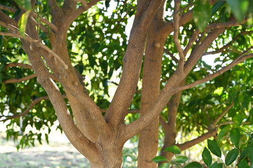 橘,樹木,幹,たちばな,タチバナ