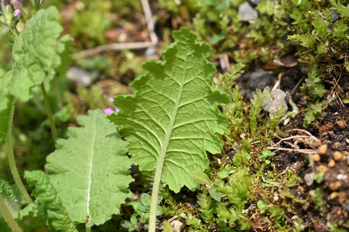 Japanese primrose,leaf