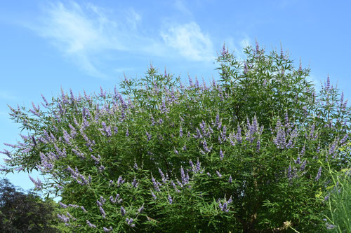 海の近くに咲く青紫色の花