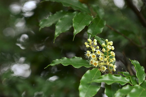 １０月に咲く白い花,木