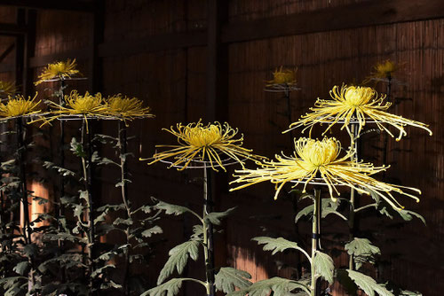 Chrysanthemum grandiflorum