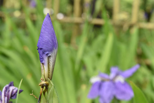 いちはつ,Roof iris,イチハツ