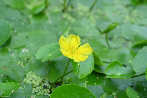 アサザ,あさざ,水草,Fringed water-lily