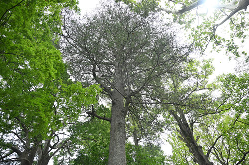 アトラスシーダー,樹木