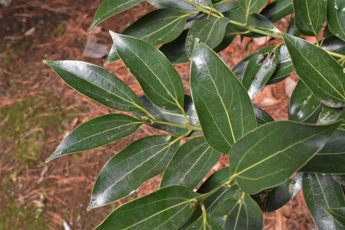 やぶにっけい,Japanese wild cinnamon