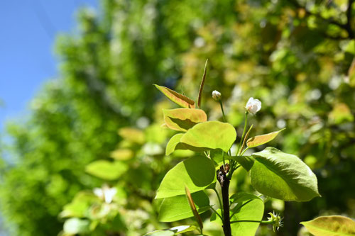 ナシの木,特徴,なし,梨,植物
