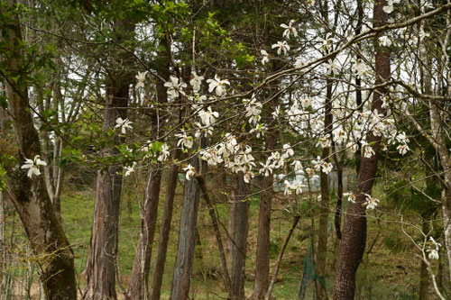 キタコブシ,きたこぶし,北辛夷の木