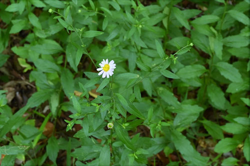 よめな,野草