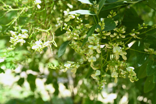 ７月に咲く白い花,木