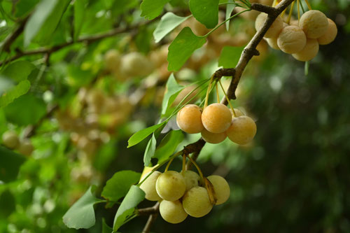 イチョウ,Ginkgo tree