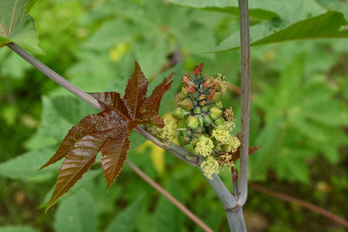 ヒマシ油,草花