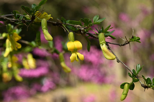 むれすずめ,開花時期,群雀