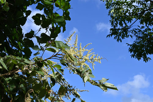 ヌルデ,開花時期,ぬるで,白膠木