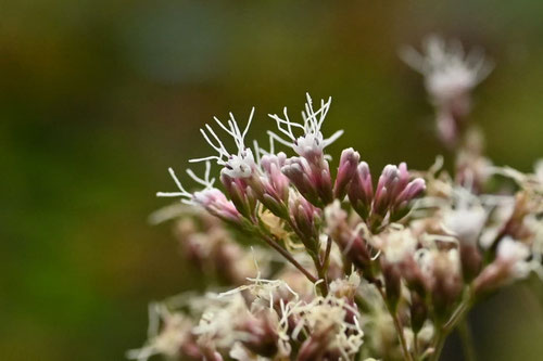ふじばかま,フジバカマ,藤