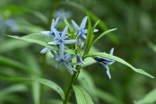 アムソニア,草花