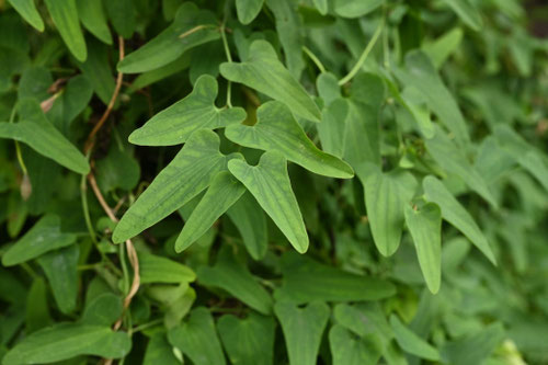 うまのすずくさ,葉,ウマノスズクサ