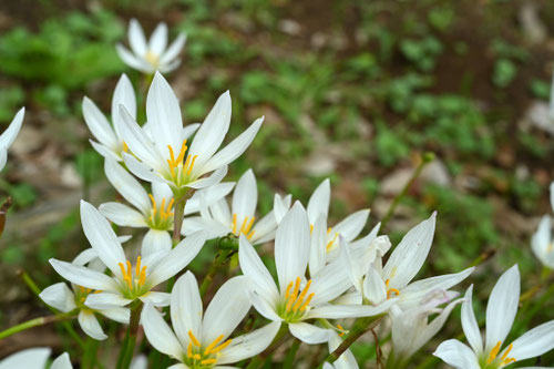 タマスダレ,たますだれ,玉簾