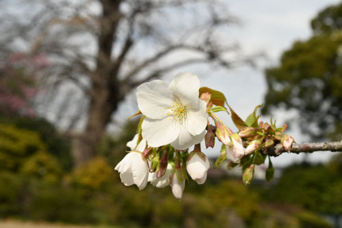 大島桜は耐潮性がありますか