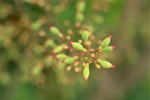 なんてん,ナンテンの実,画像,南天の木
