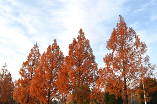 メタセコイア,あけぼのすぎ,アケボノスギ