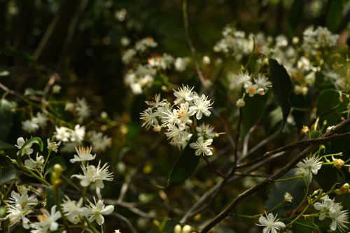 ハイノキ,はいのき,灰の木,花