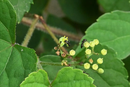 野葡萄の開花時期,ノブドウ,のぶどう