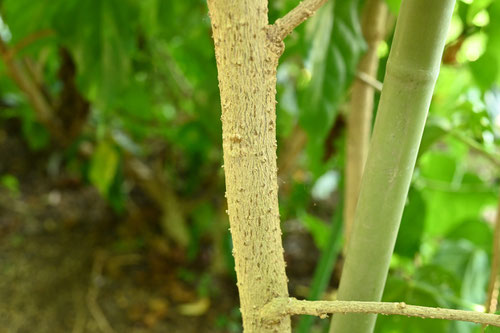 はいびすかす,植物,ぶっそうげ