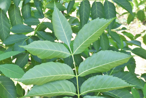 にがき,植物,ニガキ