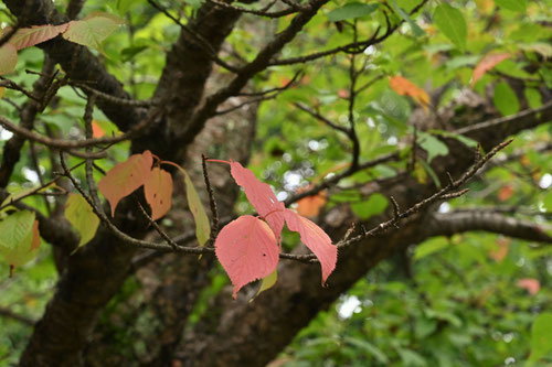 オオヤマザクラ,紅葉