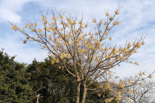 センダンの木,せんだん,chinaberry,tree,fruits