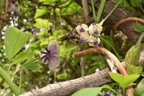 雌雄の花,あけび,アケビ