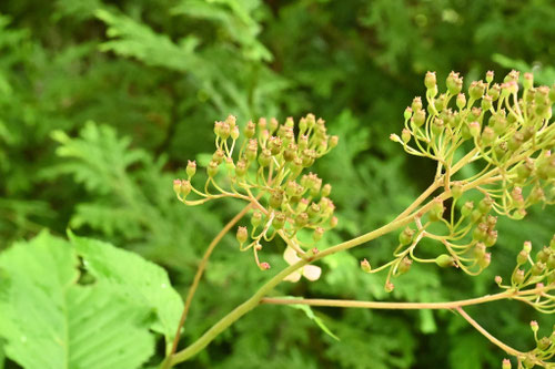 くさあじさい,クサアジサイ,草紫陽花,種子
