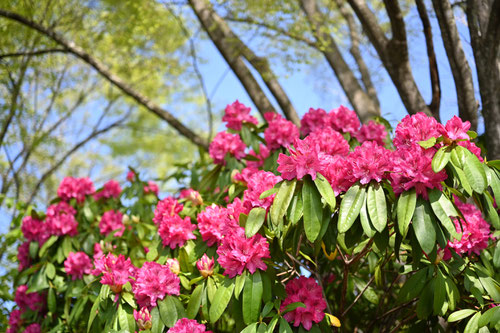 西洋しゃくなげの花