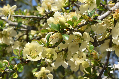 クサボケの品種,黄色いボケの花,チョウジュバイ