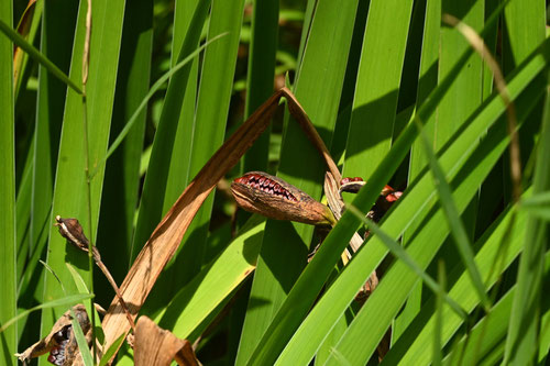 カキツバタ,かきつばた,杜若