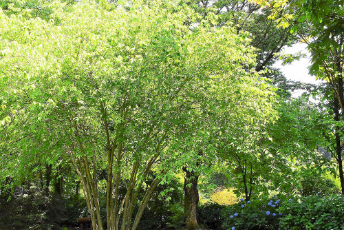 ツリバナ,つりばな,turibana,tree,吊り花